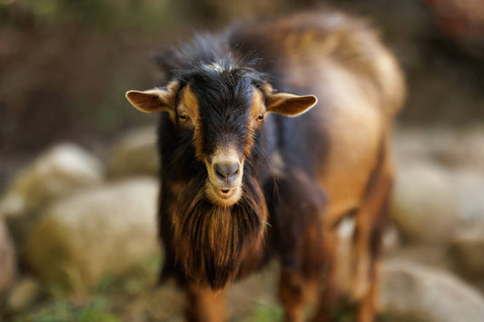 Goats are Smart