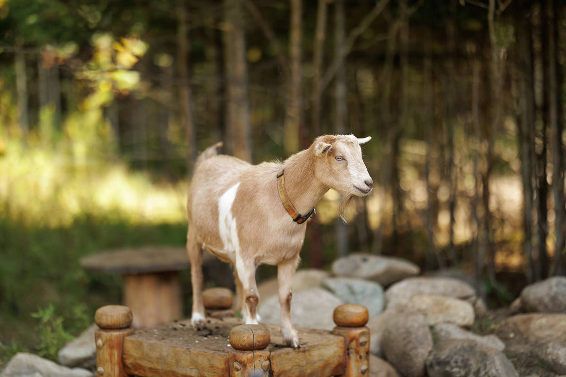 They Need More Than Just Grass