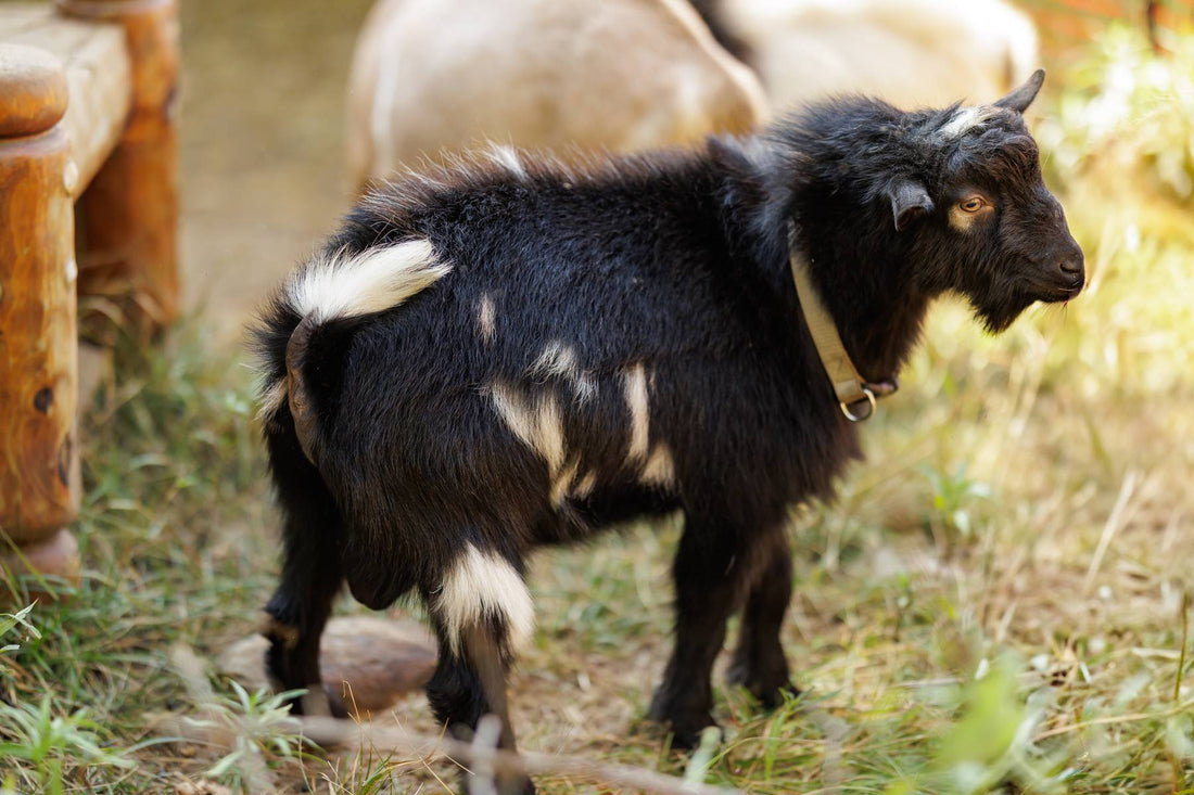 Not All Goats Are The Same