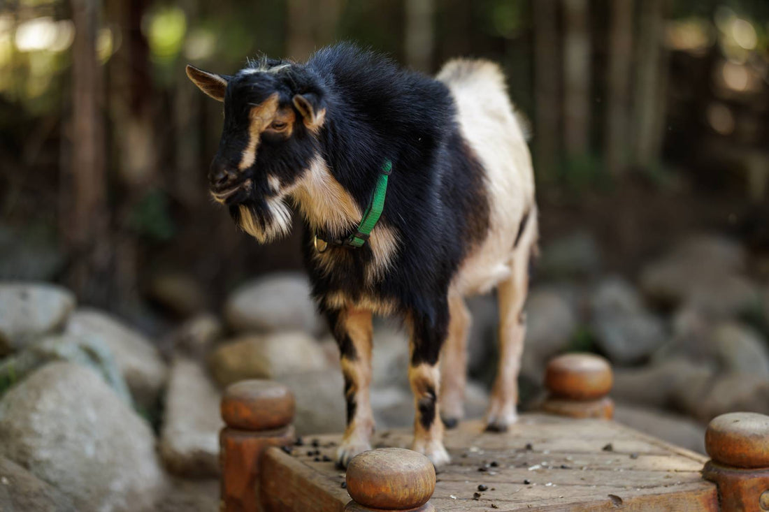Bringing Goats Into Your Life