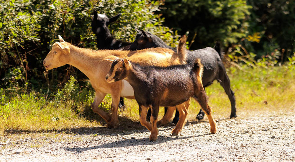 Five things you should know about Goats – BuckLedge Farm